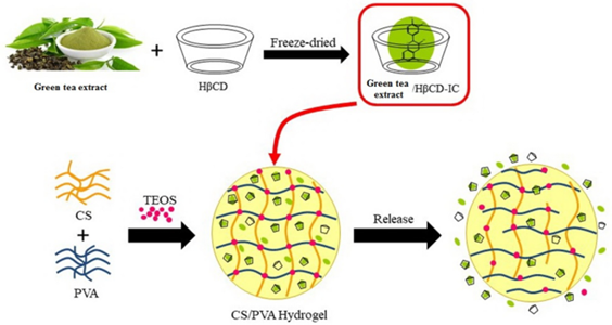 Encapsulation Tea The Encapsulation of Green Tea Extract in Cyclodextrin and Loading into ...